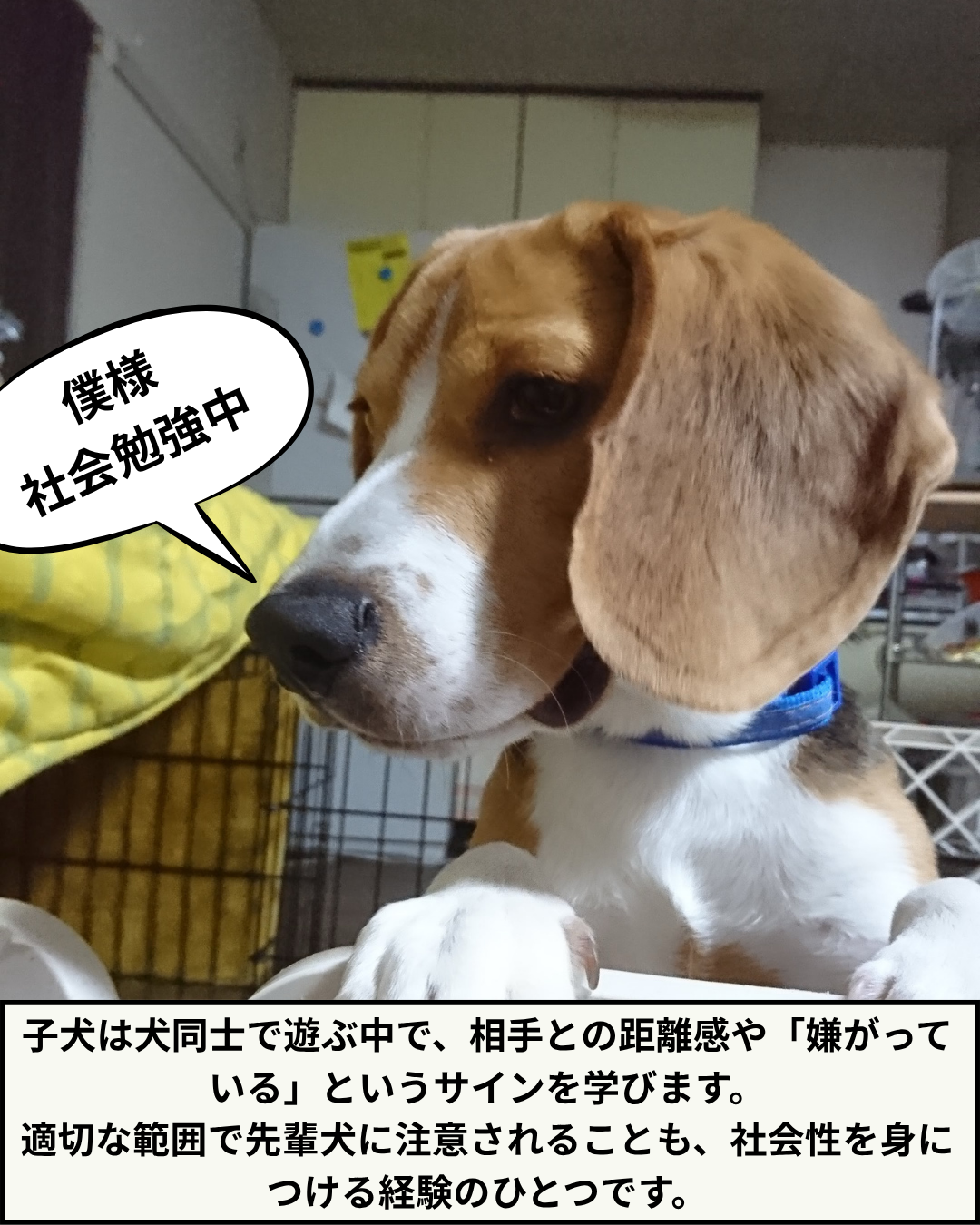 「僕様社会勉強中」という吹き出しが添えられた、ビーグルのボスの実写写真