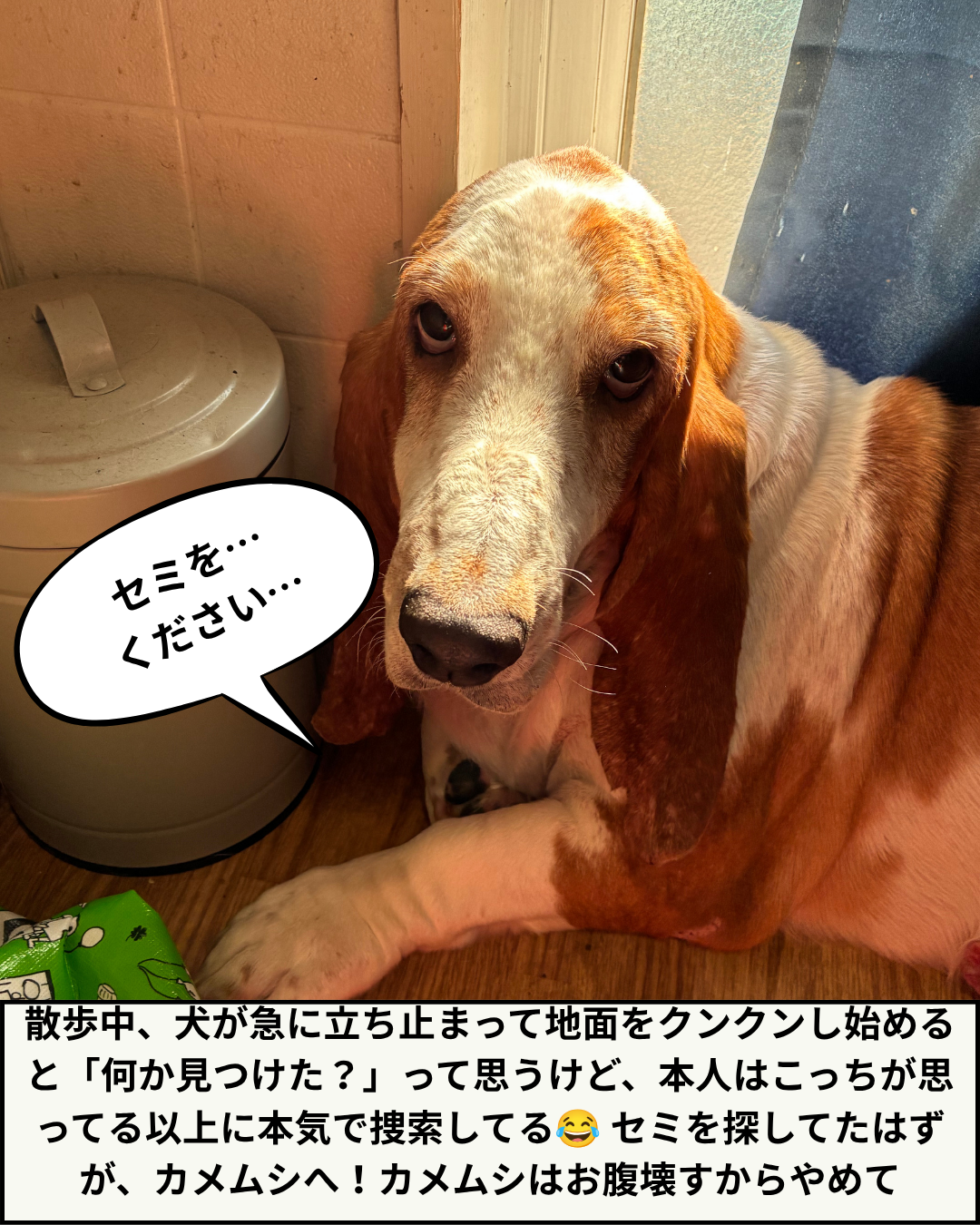 室内で切ない表情をして横たわっている実写のバセットハウンドのヒラの写真