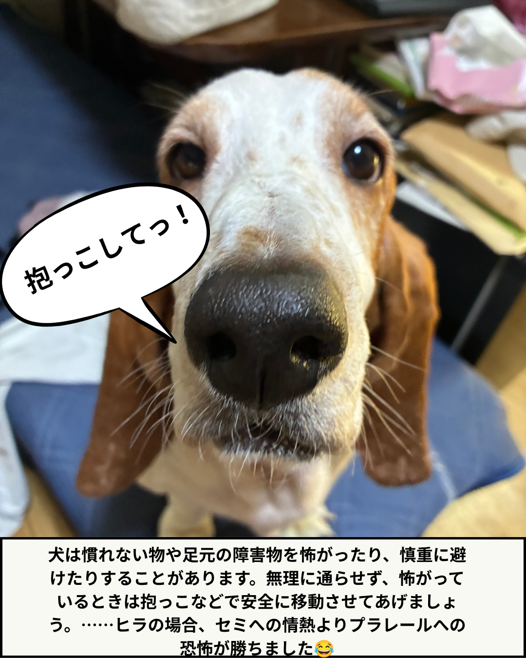 「抱っこして」と見つめるバセットハウンドの顔写真と、犬の障害物への対応に関する解説文