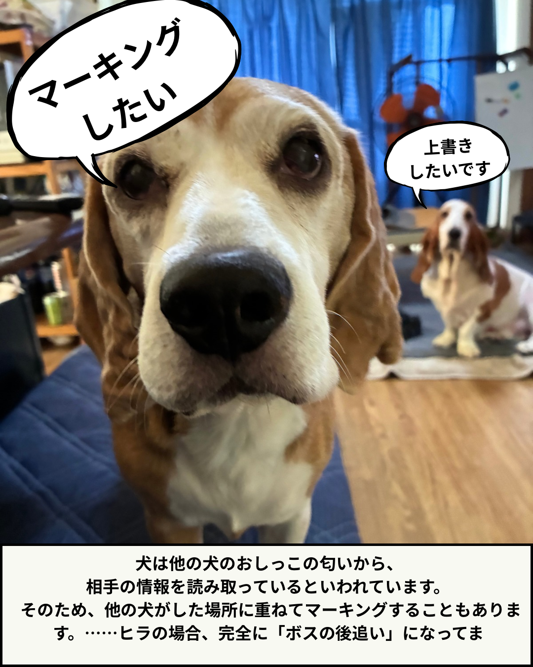 室内でカメラを見つめるボスの顔写真と、その背後に座っているヒラの写真