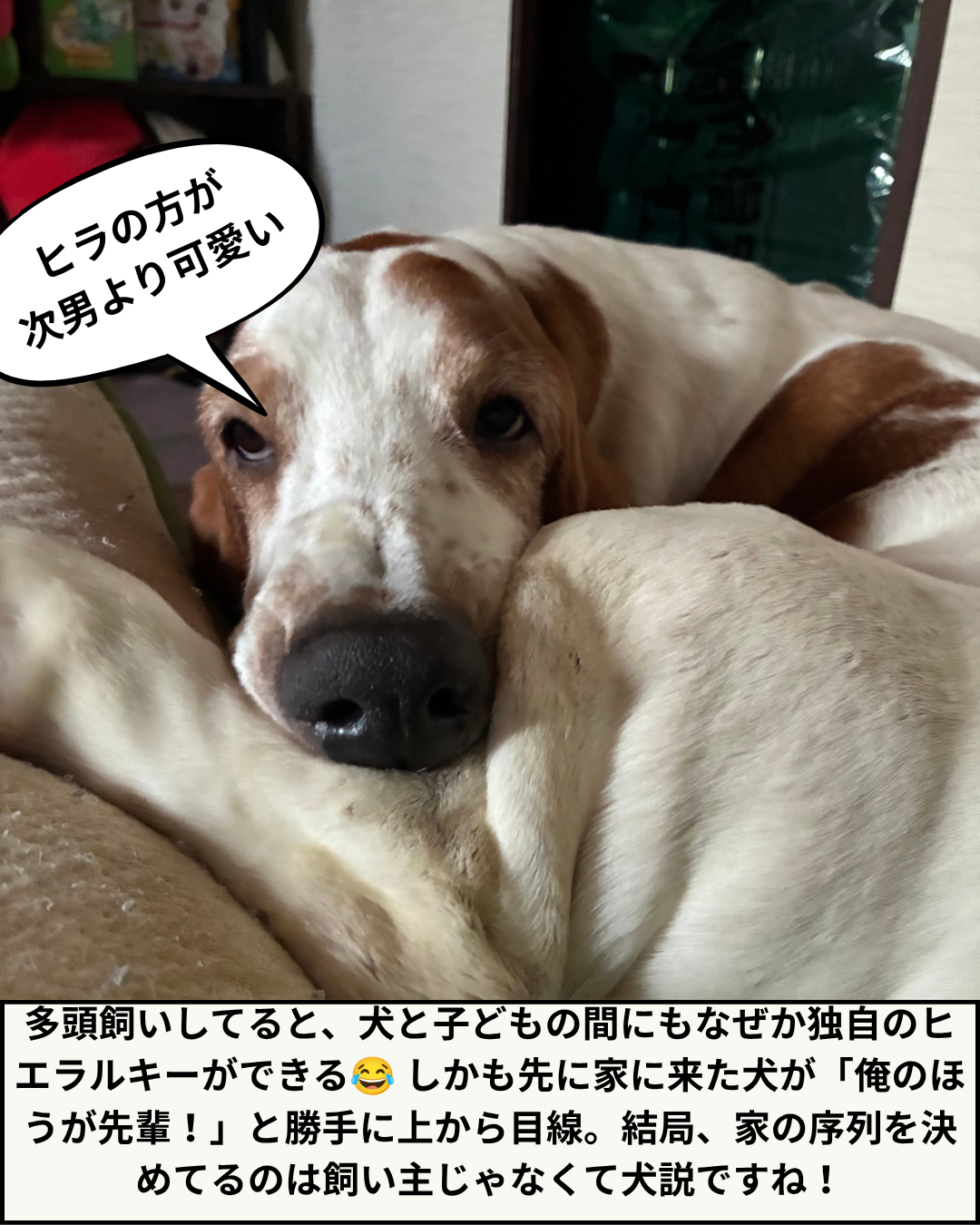 室内でリラックスして横たわっている実写のヒラの写真と、多頭飼いにおける犬と子供の序列についてのテキスト。
