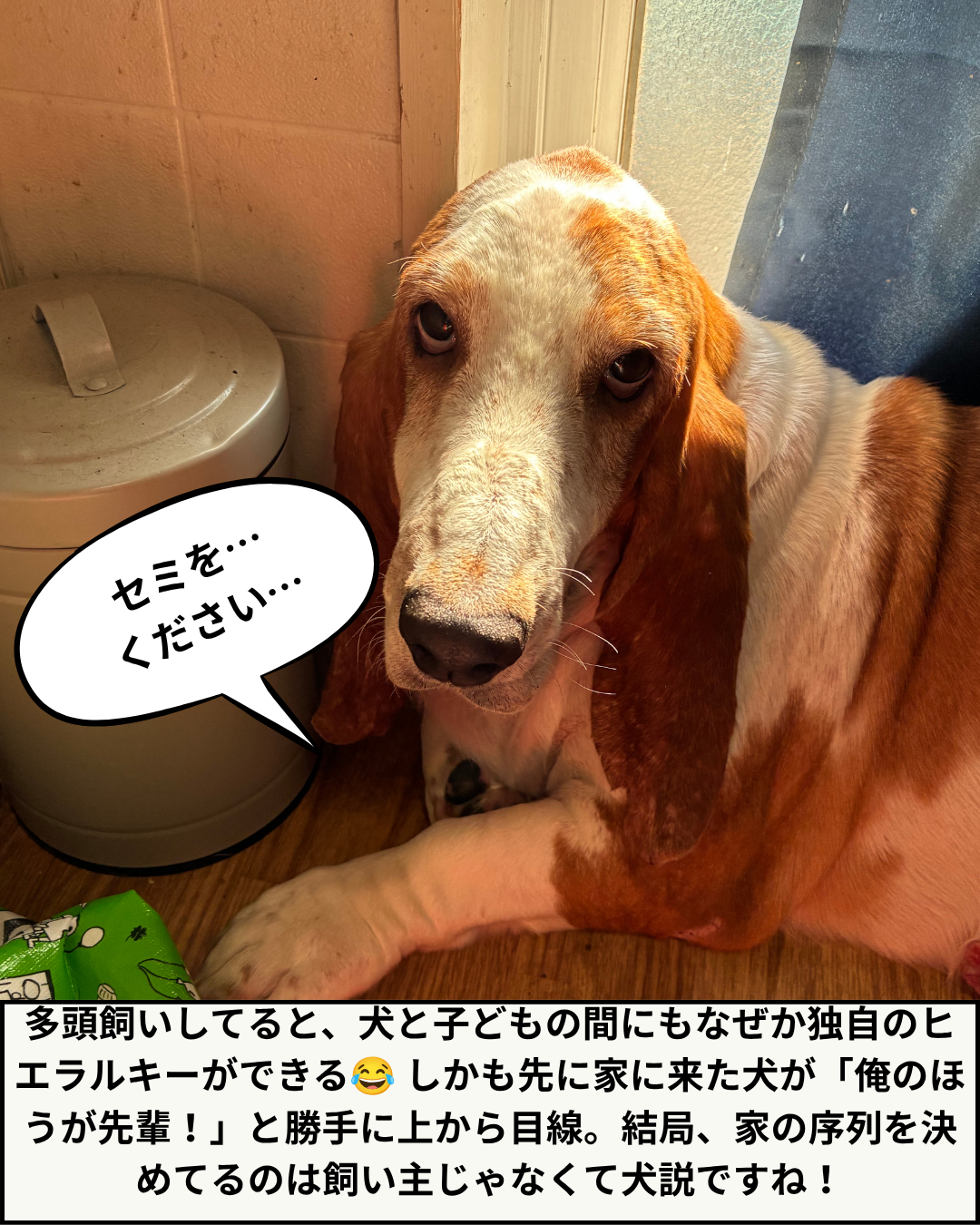 ゴミ箱の横で伏せをして、上目遣いでカメラを見つめるバセットハウンドのヒラの実写写真。