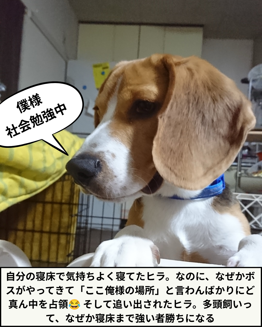 「僕様 社会勉強中」という吹き出しがついた、正面を向くビーグルのボスの写真
