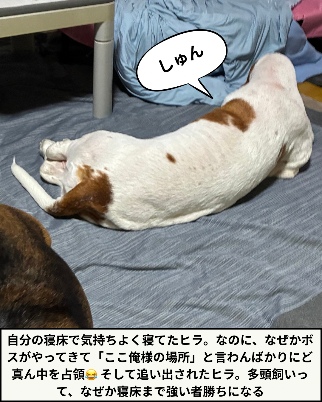 床に寝そべって「しゅん」としているヒラの写真